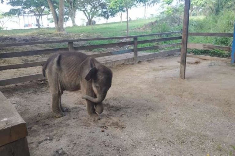 emaciated-elephant
